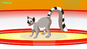 Bobo lemur.png