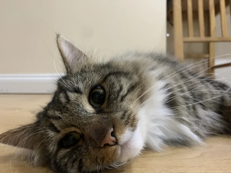 Y’all like my cat? Fandom