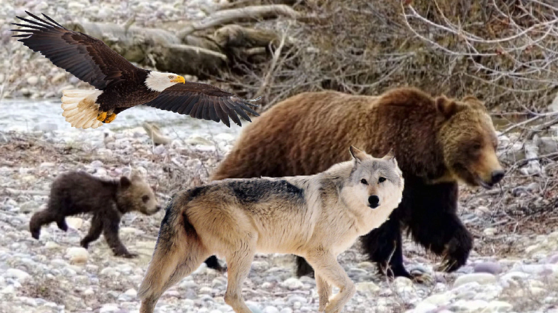 Brother Bear Remake Idea Fandom