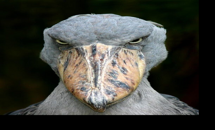 Китоглав мем страшный черно белый Shoebill Birds Are Monsters and this Video Proves It YouTube