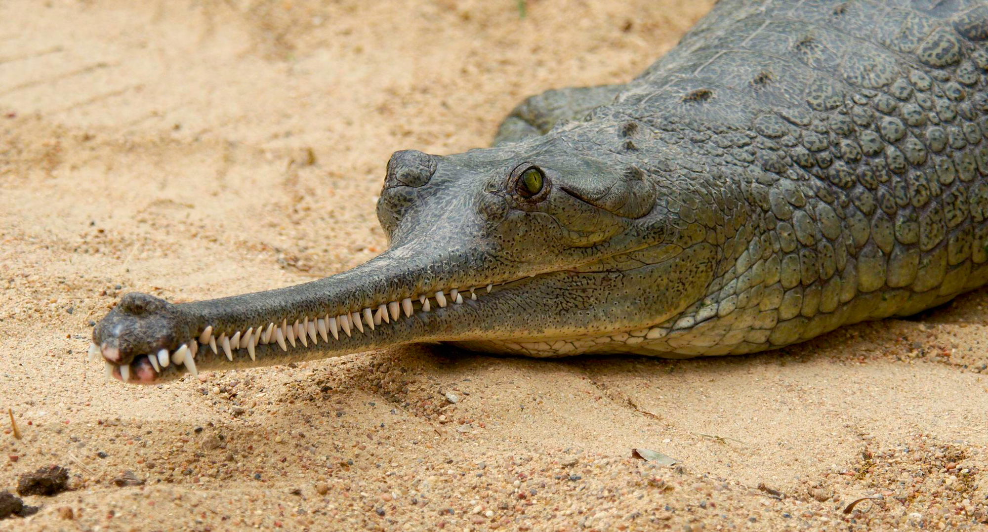 sarcosuchus vs deinosuchus