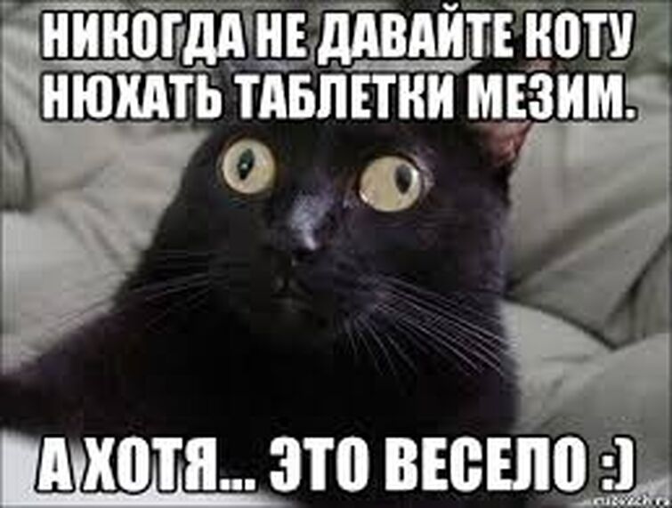 Дай кота. Кот нанюхался. Кот нюхает кокаин. Кот нюхает Мем. Кот занюхнул Мем.