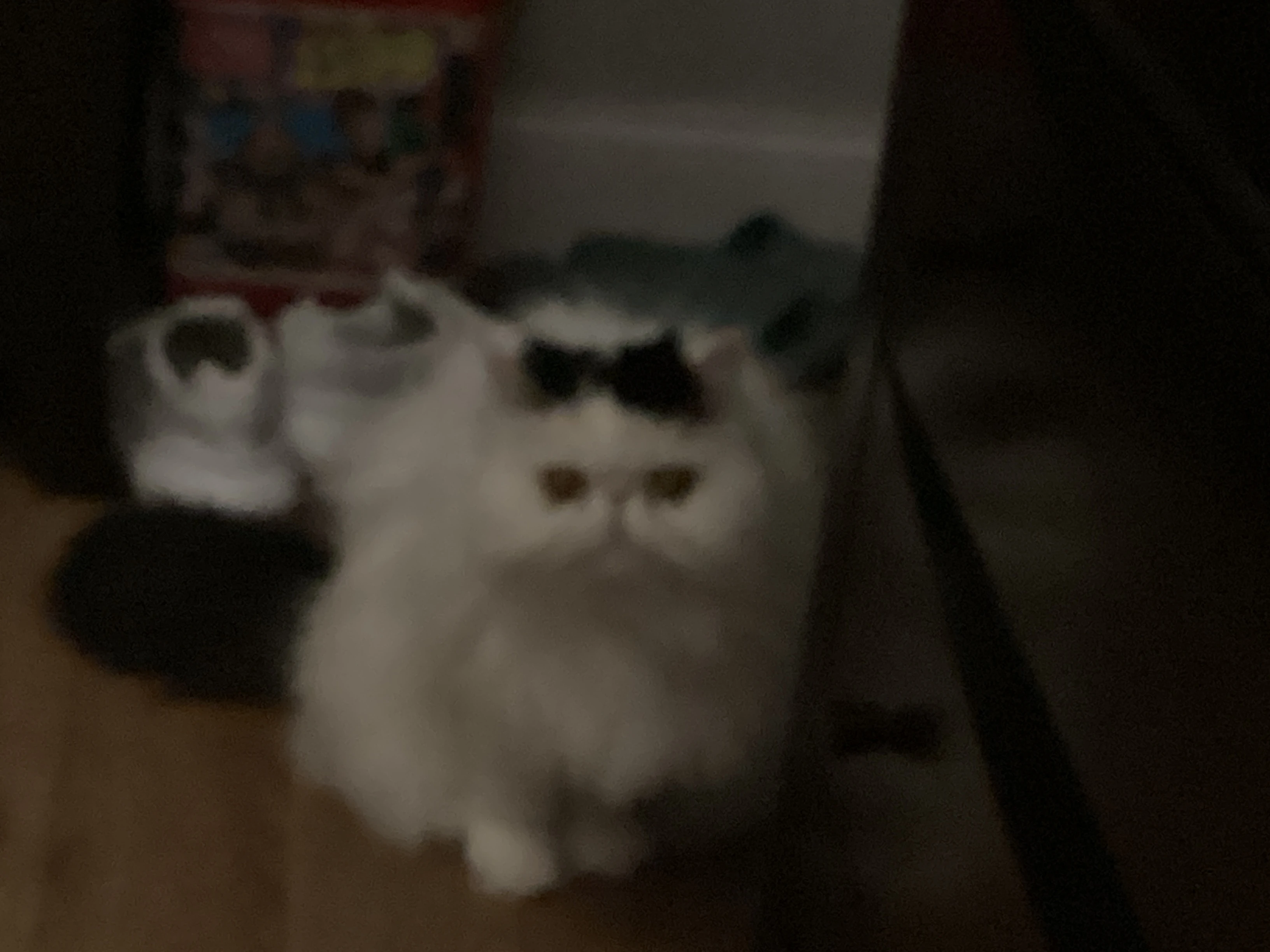 My cat just threw up Fandom