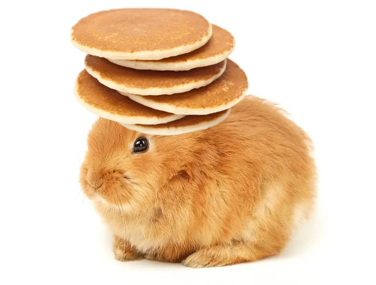 bunny with pancakes on its head Fandom