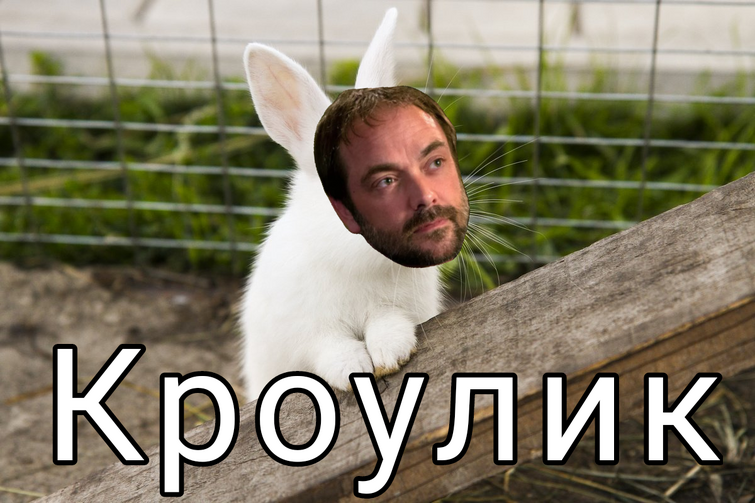 Fandom Image