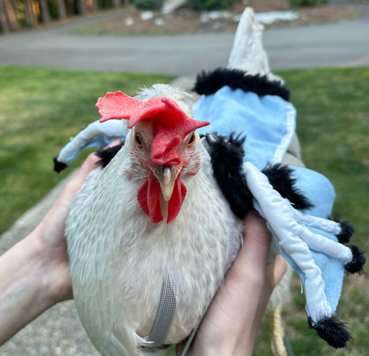 You Can Get Tiny T-Rex Arms For Your Chickens Because, Why Not?