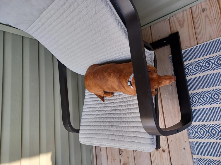 Gosh dang it the dog took my seat Fandom