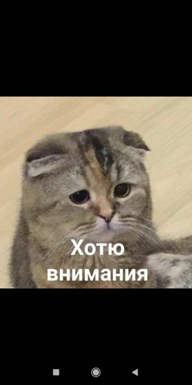 хочу внимания и ласки. обрати на меня внимание. внимание внимание кот. хочу внимания. женщины как дети жаждут внимания.
