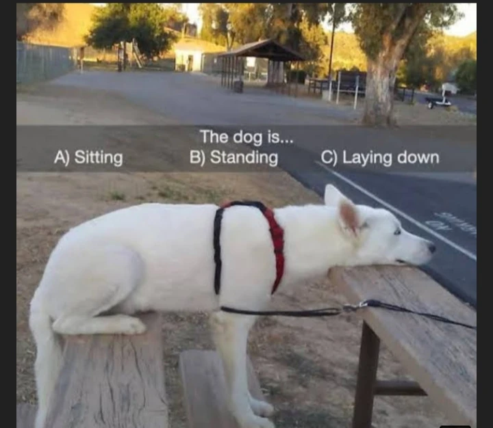 What is the dog doing currently? Fandom