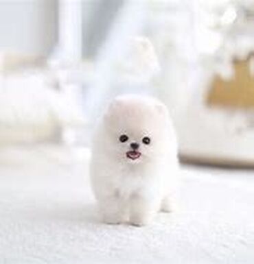 Pomeranian, Adopt Me! Wiki