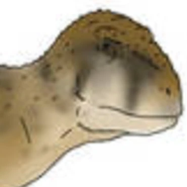 Discuss Everything About Dinopedia | Fandom