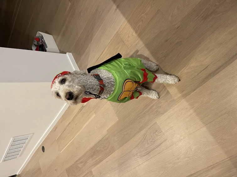 Ok, I’m Skipping My Daily Question Today To Show You My Dog Dressed As