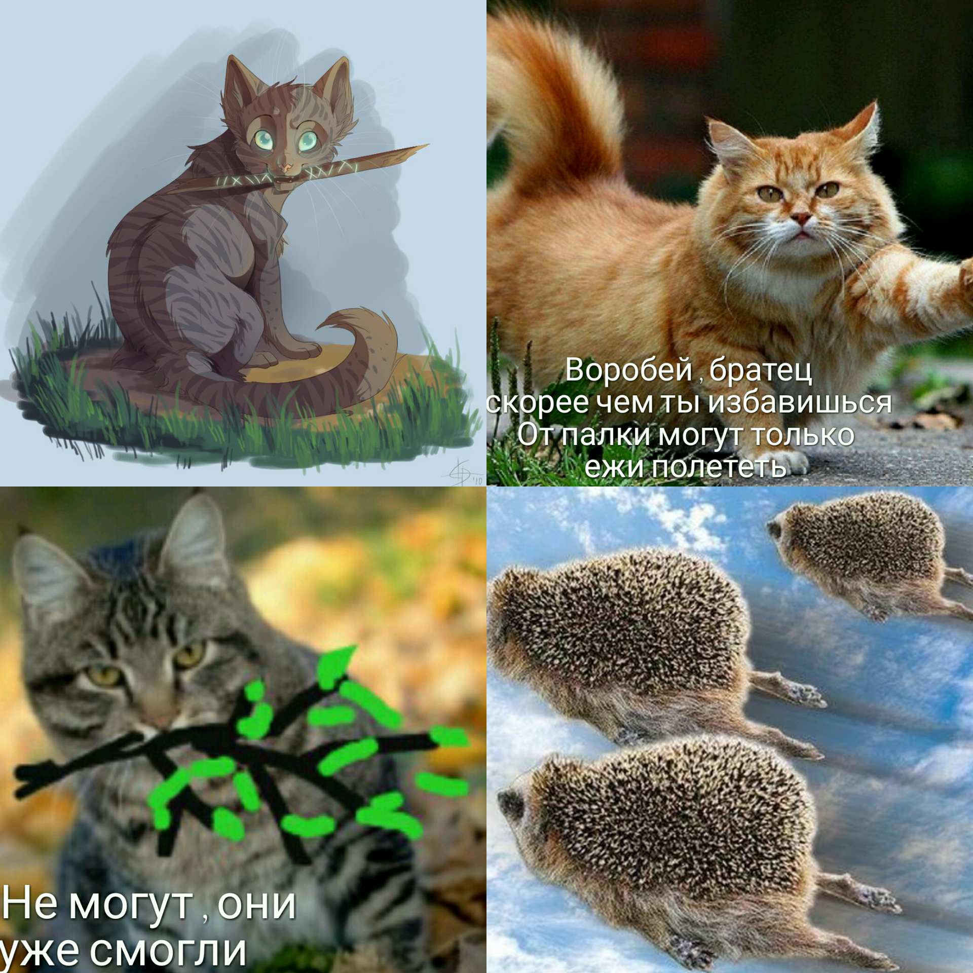 коты воители приколы и мемы - мемные аватарки | Мемы, Кот-воитель, Кот