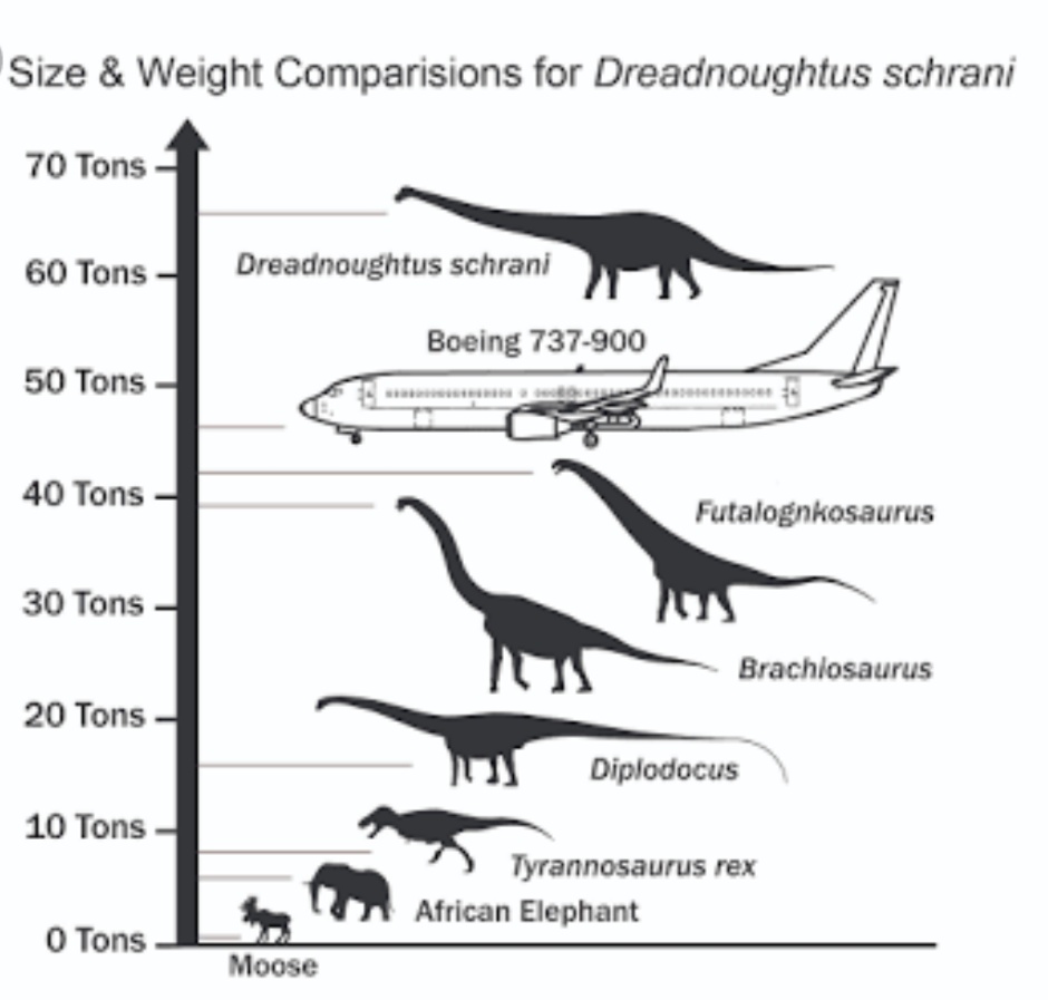 animal size comparison chart