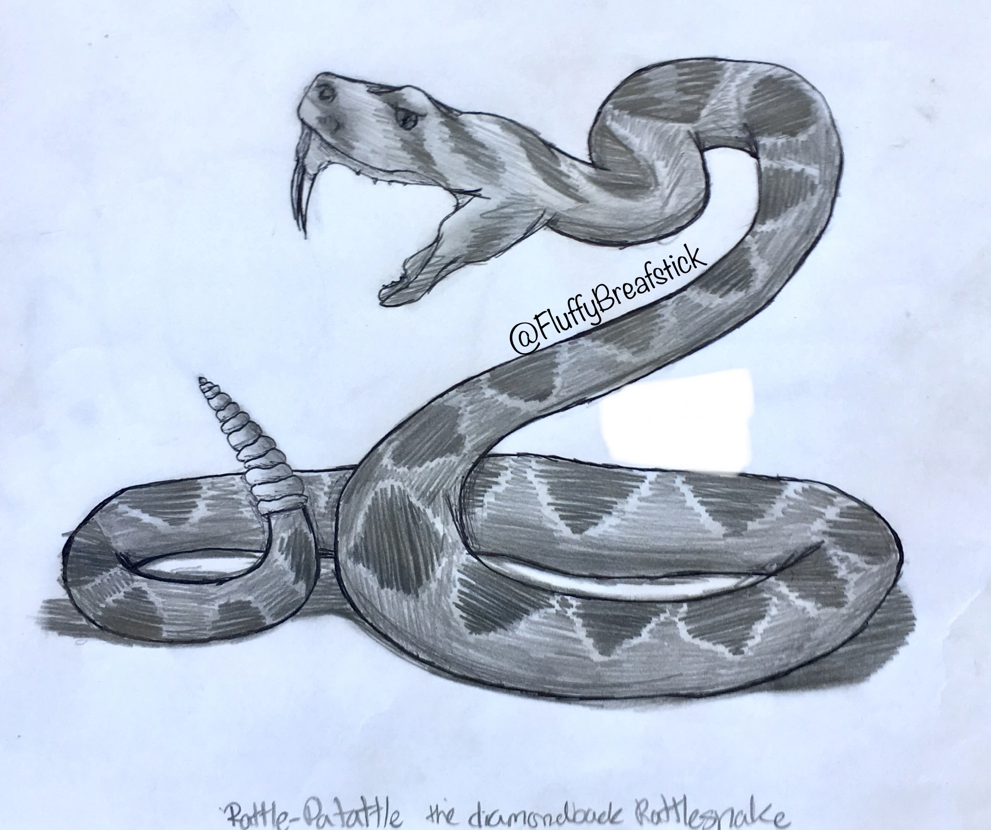 Western Diamondback Rattlesnake Drawing
