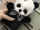Pandastra
