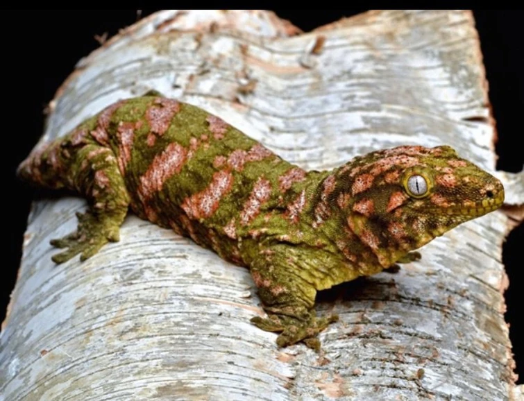 Ушастый бананоед. Giant gecko rhacodactylus leachianus. Реснитчатый бананоед. Реснитчатый бананоед. Геккон бананоед.