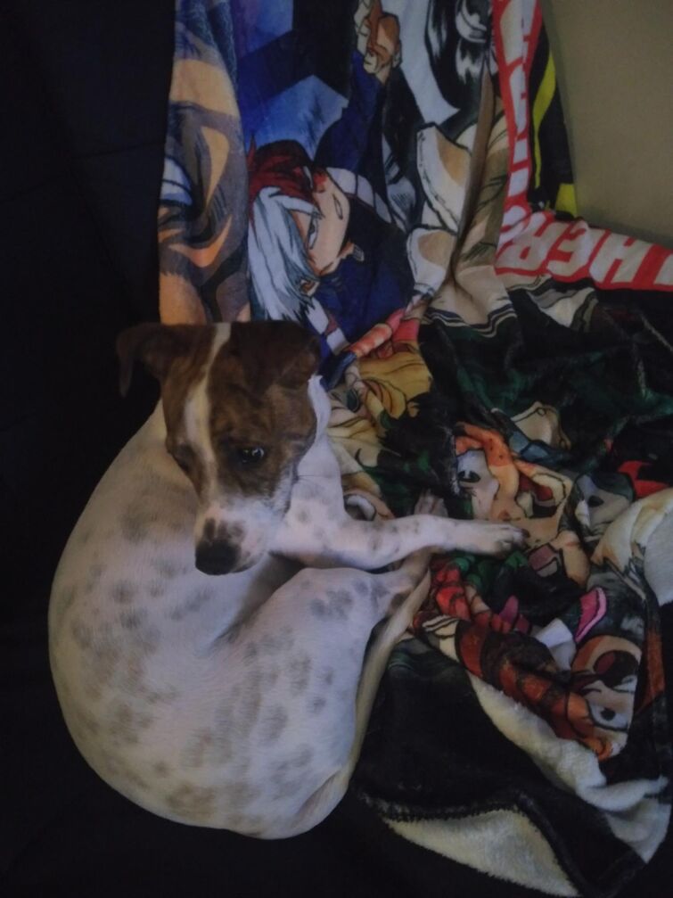 My Dog is obsessed with my MHA Blanket. Fandom