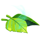 Leaves