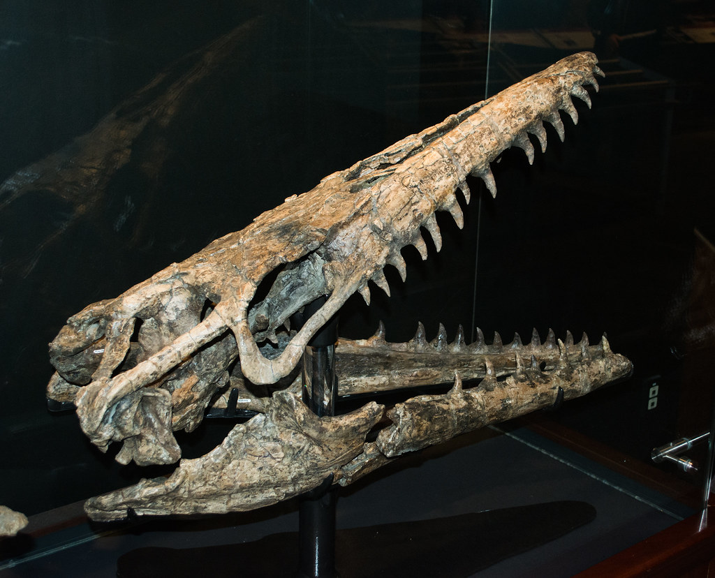 mosasaurus or megalodon