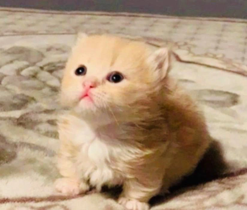 WiFi connection lost. Fandom