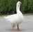Goose.789's avatar