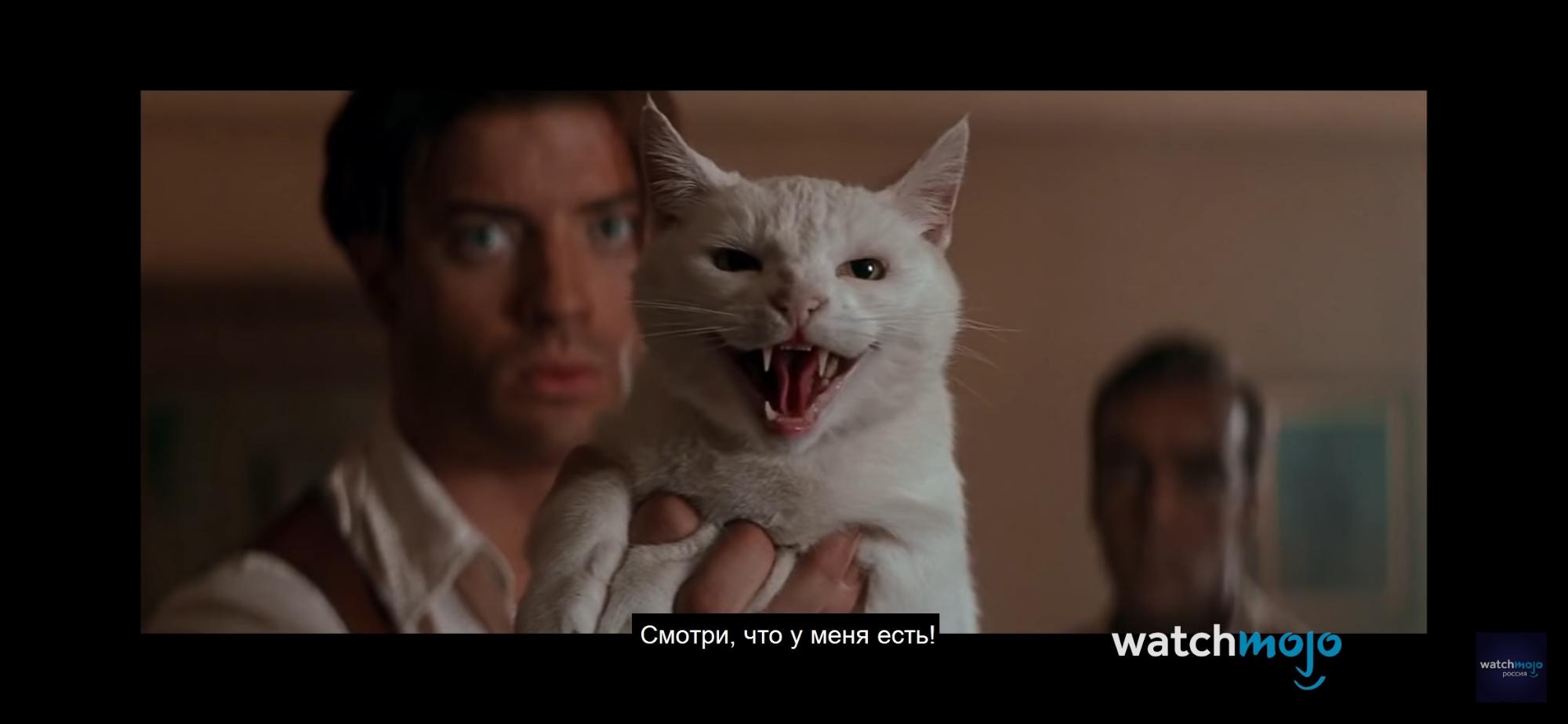 Кадры из фильма кот Смотрел видео... Fandom
