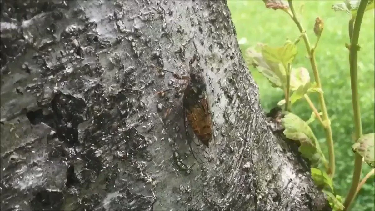 Paste What S On Your Clipboard 11 Fandom