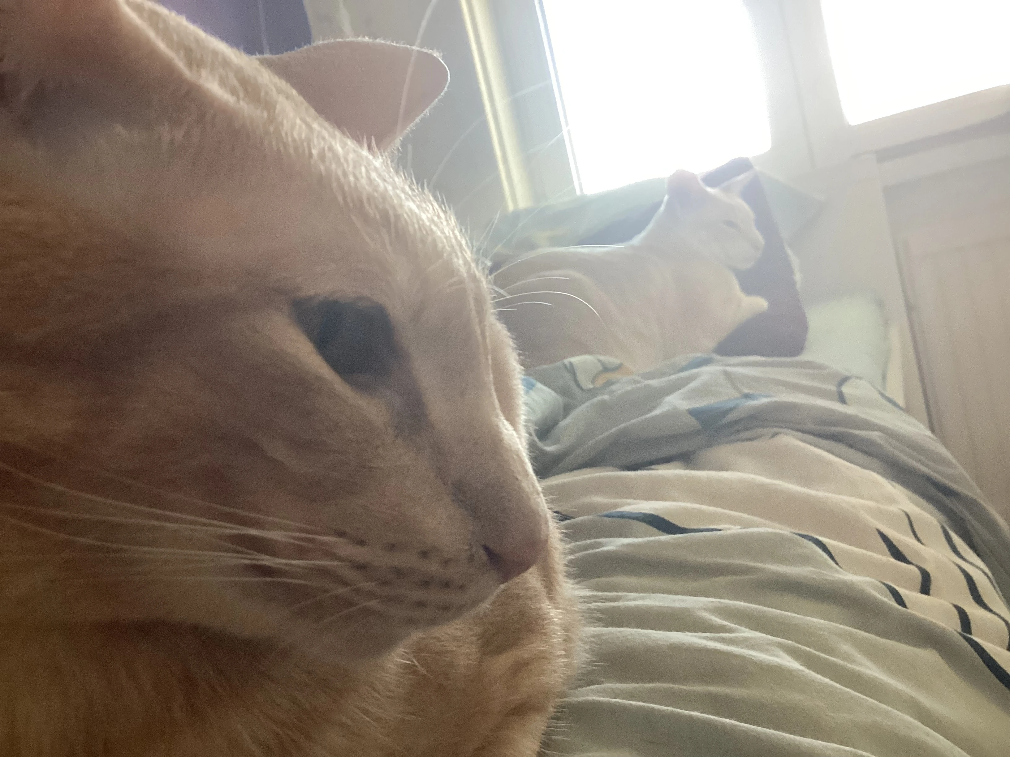 New images of me cats Fandom