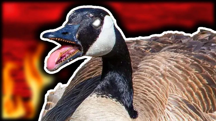 why canadian geese should go extinct