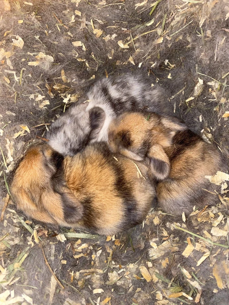 Wrinkle rabbits | Fandom