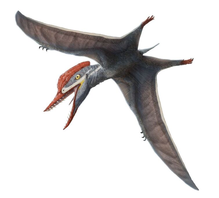 Possible brooding of pterosaur parents