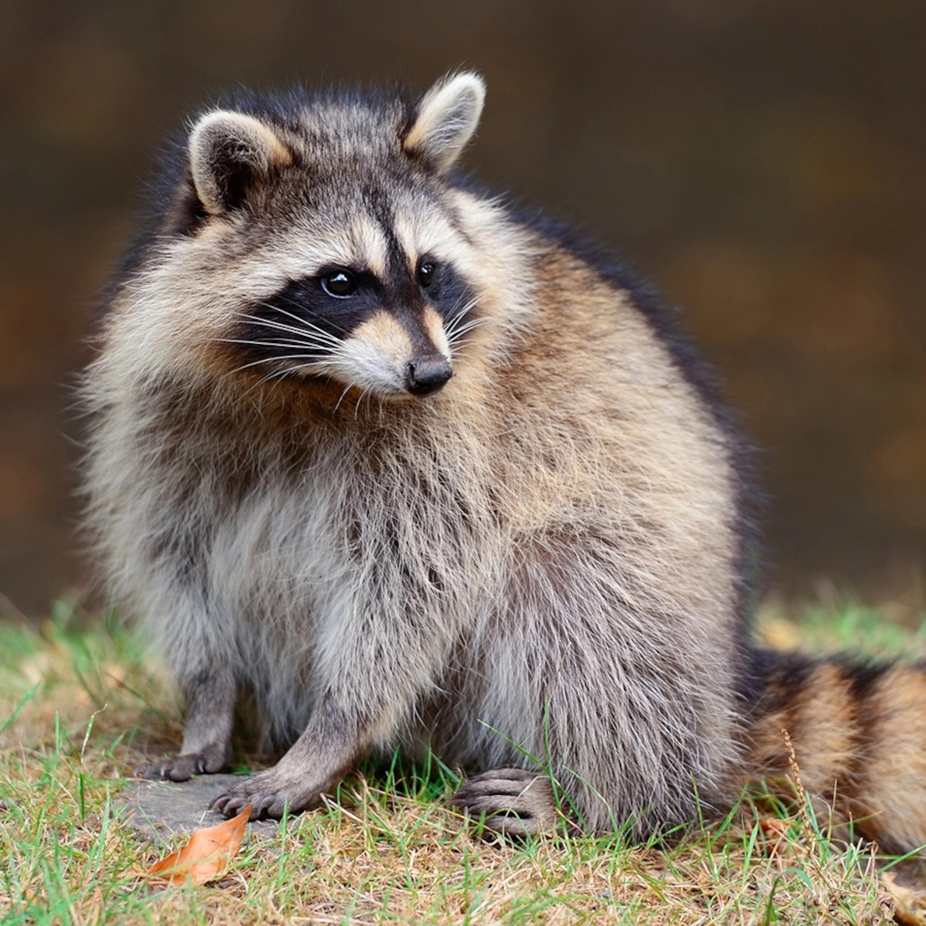 Raccoon appreciation post Fandom