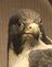 Thecoolbird2021