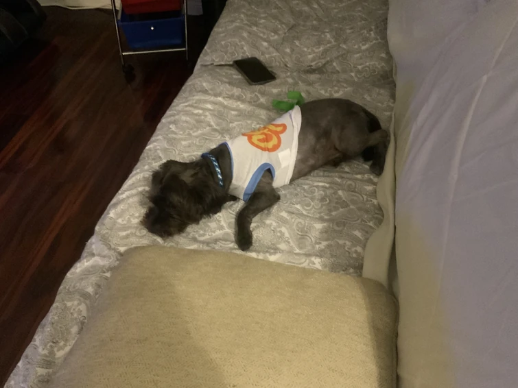 Why My dog skinny Fandom