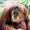 Orangutans99