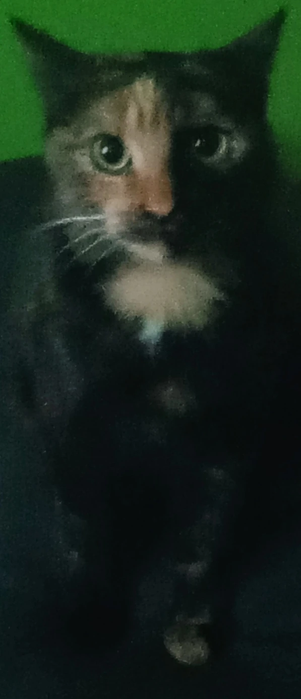 Why is my cat acting like this Fandom