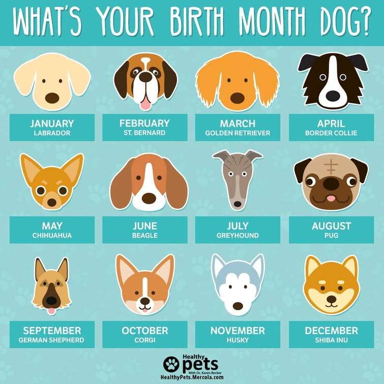 Dog Breed based on your Birth Month Fandom
