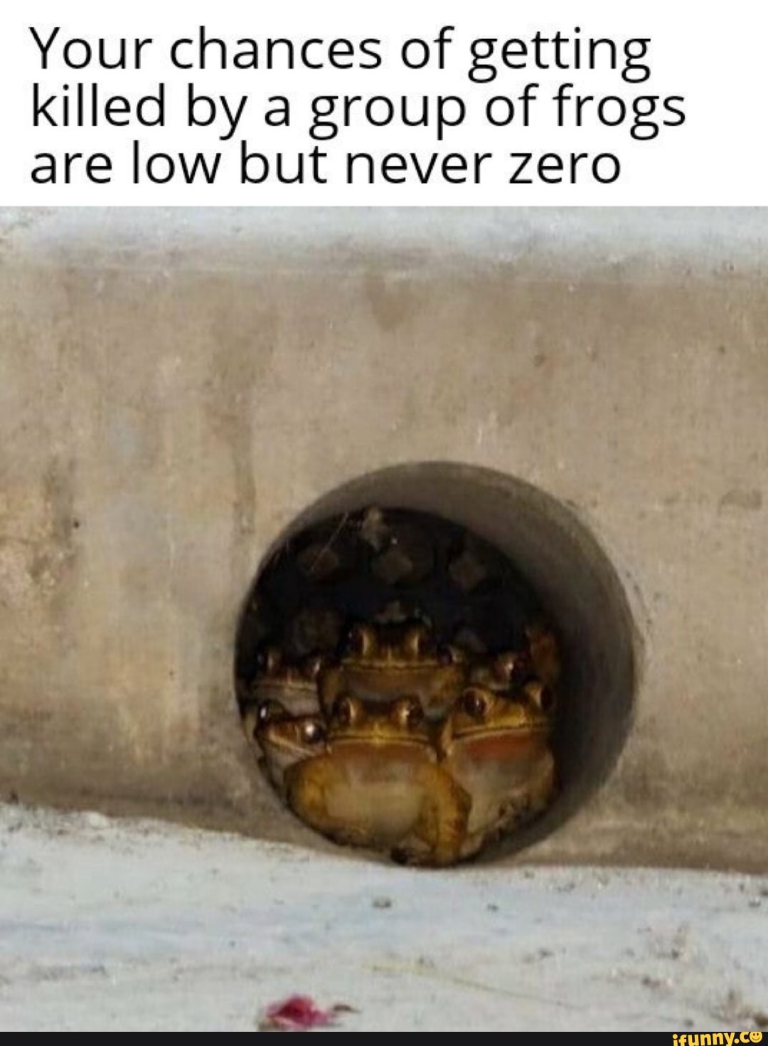 Memes  Fandom