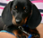 The king of all puppies's avatar