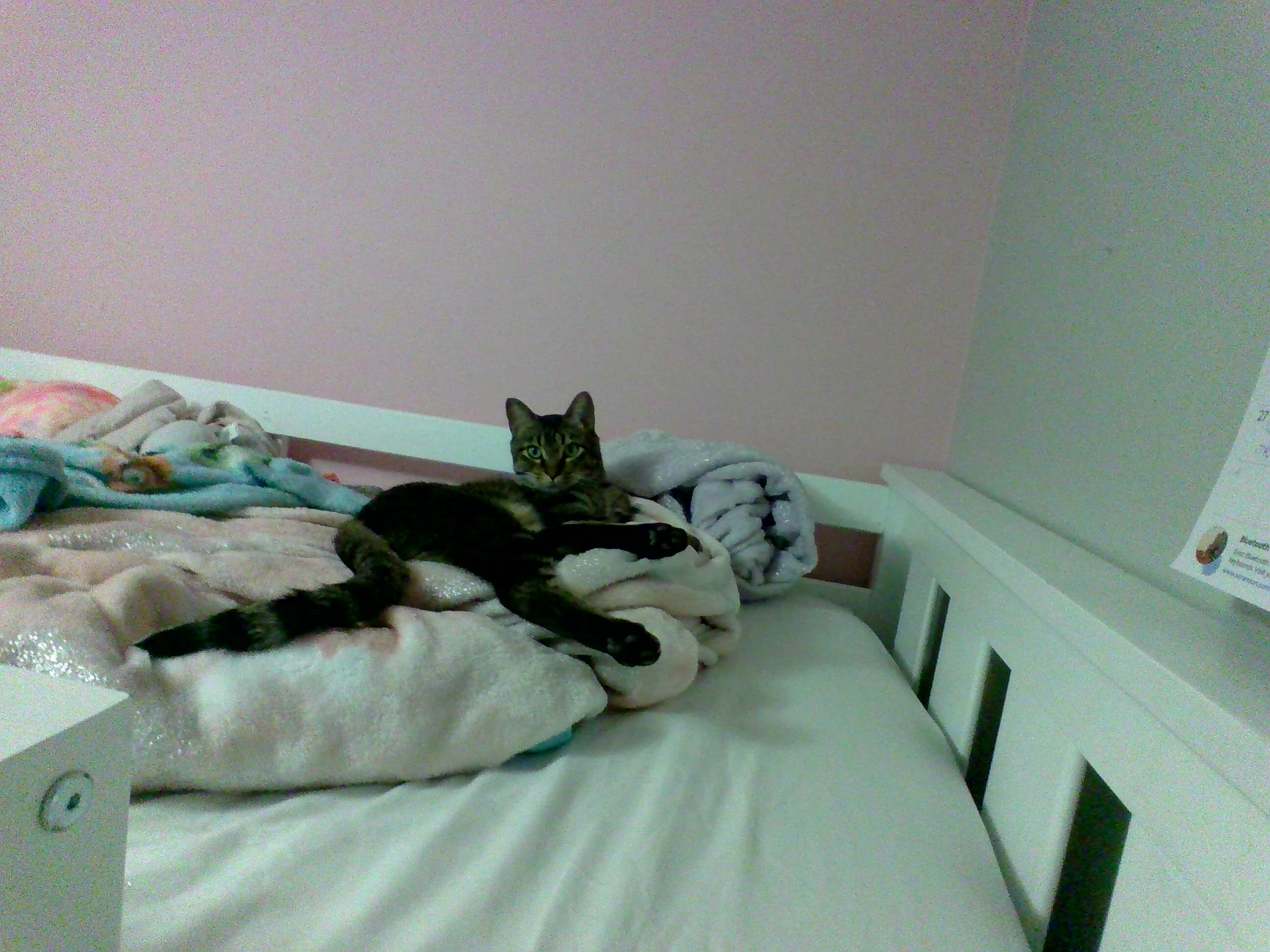 Is my cat cute? Fandom