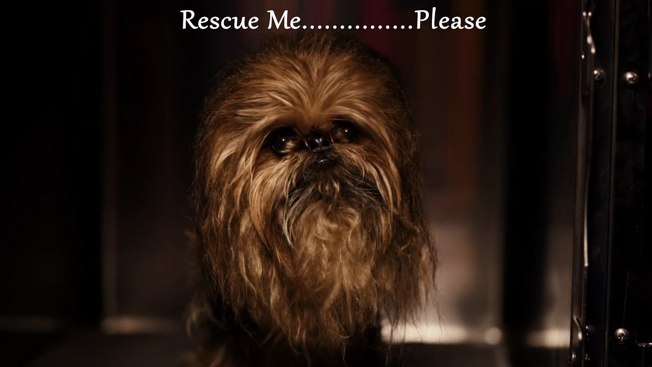 chewie dog