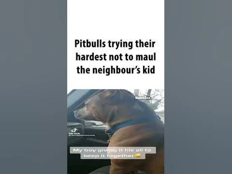 memezee trying his hardest not to make a lazy ahh pitbull meme for 5