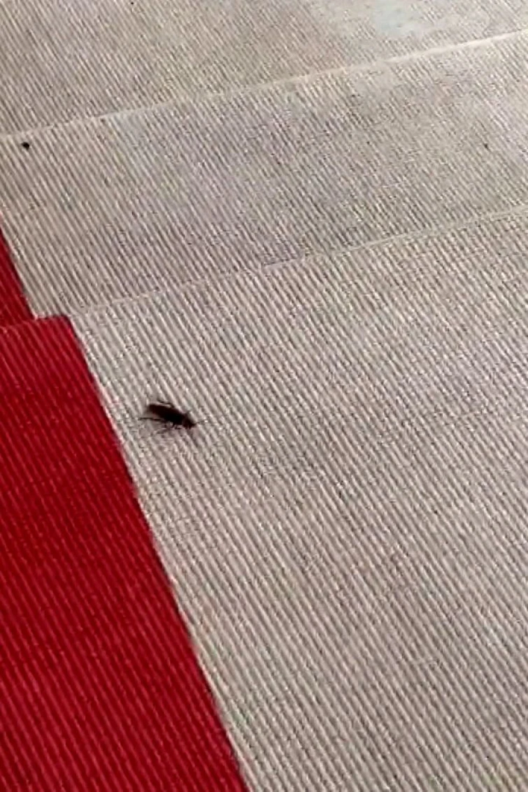 Omg guys I was at the met gala 😍😍😍 (joke post) | Fandom