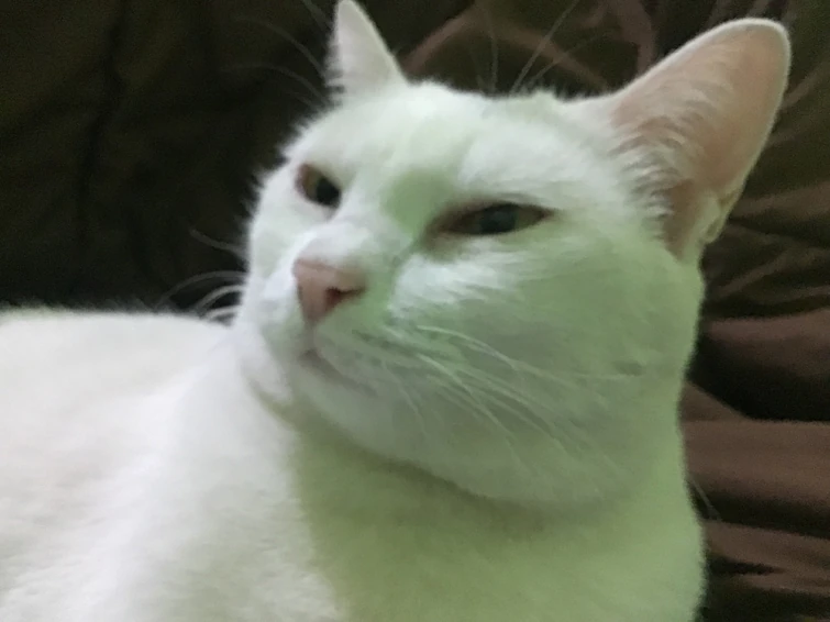 Yooo I had an admin on my GAMATOTO team Fandom