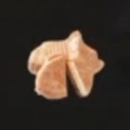 Taiyaki $500 Działanie: Do uzupełnienia
