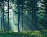 StormClan Forest.jpg