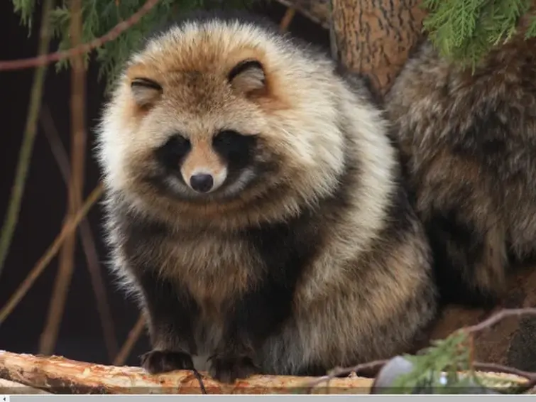 Do you know both Saki and Haruka are called "Tanuki" (raccoon dog