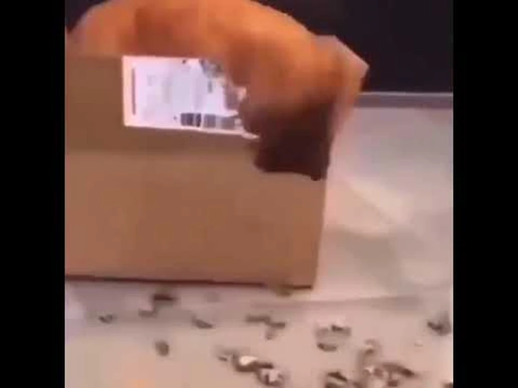 𝘁𝗵𝗶𝘀 𝘃𝗶𝗱𝗲𝗼 Fandom