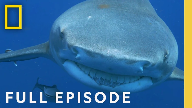 Investigating Shark Attacks (Full Episode) | Jaws Vs. Boats